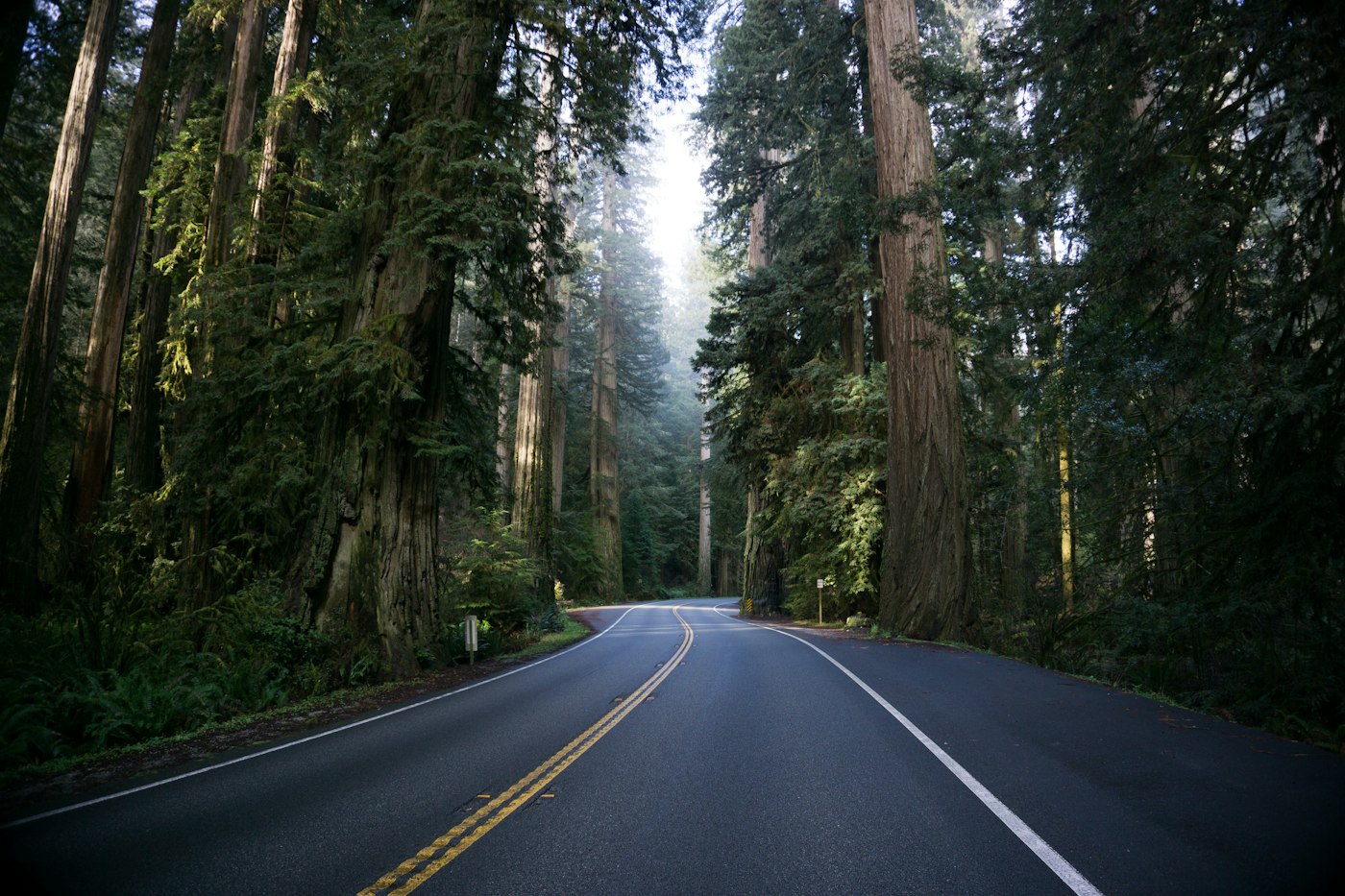 Rural forest landscape near Cave Junction, Oregon